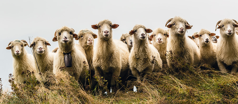 Schafe hüten als ungewöhnliches Teamevent